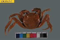 藏品(日本絨螯蟹)的圖片